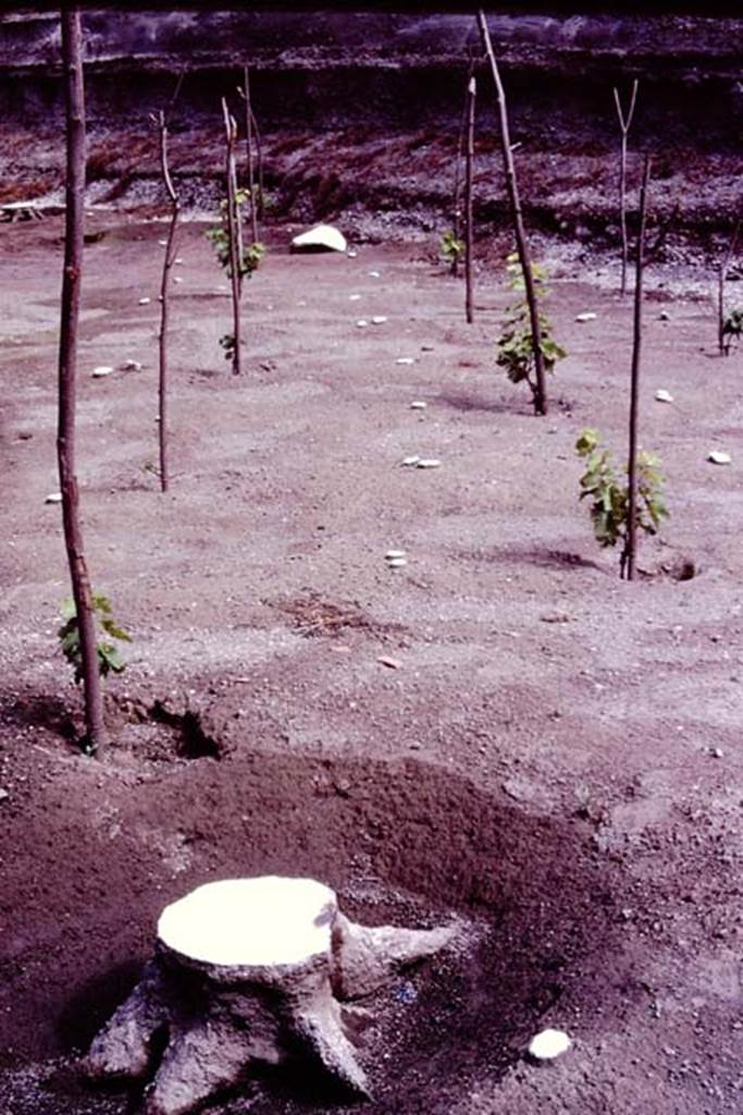 Villa Regina, Boscoreale. 1983. 
Plaster cast of tree root, replanted vines and plaster casts of original vines and stakes. 
Source: The Wilhelmina and Stanley A. Jashemski archive in the University of Maryland Library, Special Collections (See collection page) and made available under the Creative Commons Attribution-Non Commercial License v.4. See Licence and use details.
J80f0531