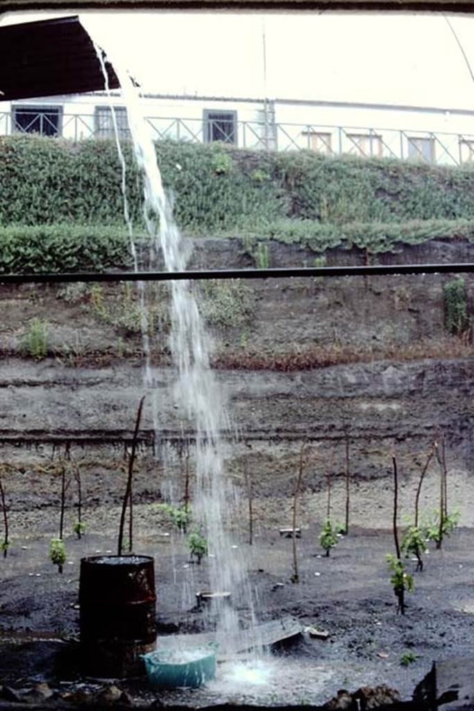 Villa Regina, Boscoreale. 1983. Watering the new vines !   
Source: The Wilhelmina and Stanley A. Jashemski archive in the University of Maryland Library, Special Collections (See collection page) and made available under the Creative Commons Attribution-Non Commercial License v.4. See Licence and use details. J80f0622
According to Wilhelmina:
“One day in late June a severe thunderstorm began before lunch and continued for several hours. While sheltering in the villa building, it was evident why the roadway from the entrance sloped downwards, otherwise the water would have poured through the front door of the villa where we were taking shelter. We were very concerned about the rainstorm, as we had just found the most interesting soil contours which could have been destroyed by the rain. We had found a small vegetable garden with a cistern in the middle to provide the necessary water. The garden was laid out in small beds, separated by irrigation channels which also served as paths.”