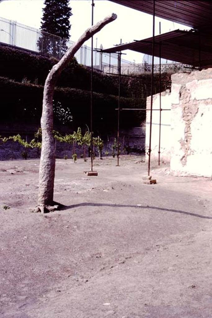 Villa Regina, Boscoreale. 1983. South side. Cast of tree in front of main entrance to villa.
Source: The Wilhelmina and Stanley A. Jashemski archive in the University of Maryland Library, Special Collections (See collection page) and made available under the Creative Commons Attribution-Non Commercial License v.4. See Licence and use details.
J80f0605
