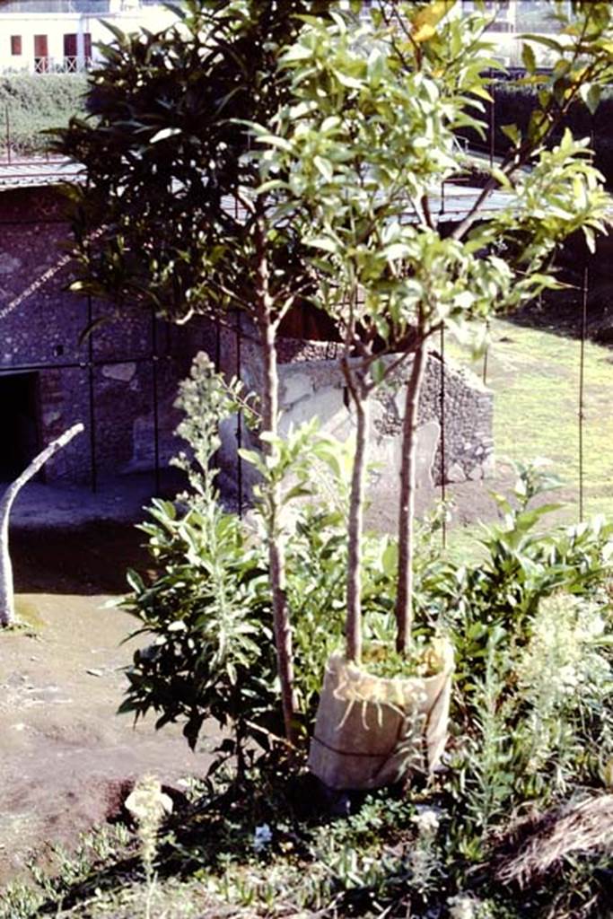 Villa Regina, Boscoreale. 1984. Looking down on south-east corner of villa.
Source: The Wilhelmina and Stanley A. Jashemski archive in the University of Maryland Library, Special Collections (See collection page) and made available under the Creative Commons Attribution-Non Commercial License v.4. See Licence and use details. J84f0067