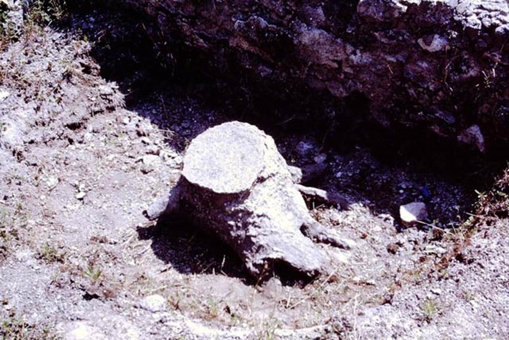 Scafati, 1968. Cast of a tree-root from the area in front of the tomb. Photo by Stanley A. Jashemski.
Source: The Wilhelmina and Stanley A. Jashemski archive in the University of Maryland Library, Special Collections (See collection page) and made available under the Creative Commons Attribution-Non Commercial License v.4. See Licence and use details.
J68f1362