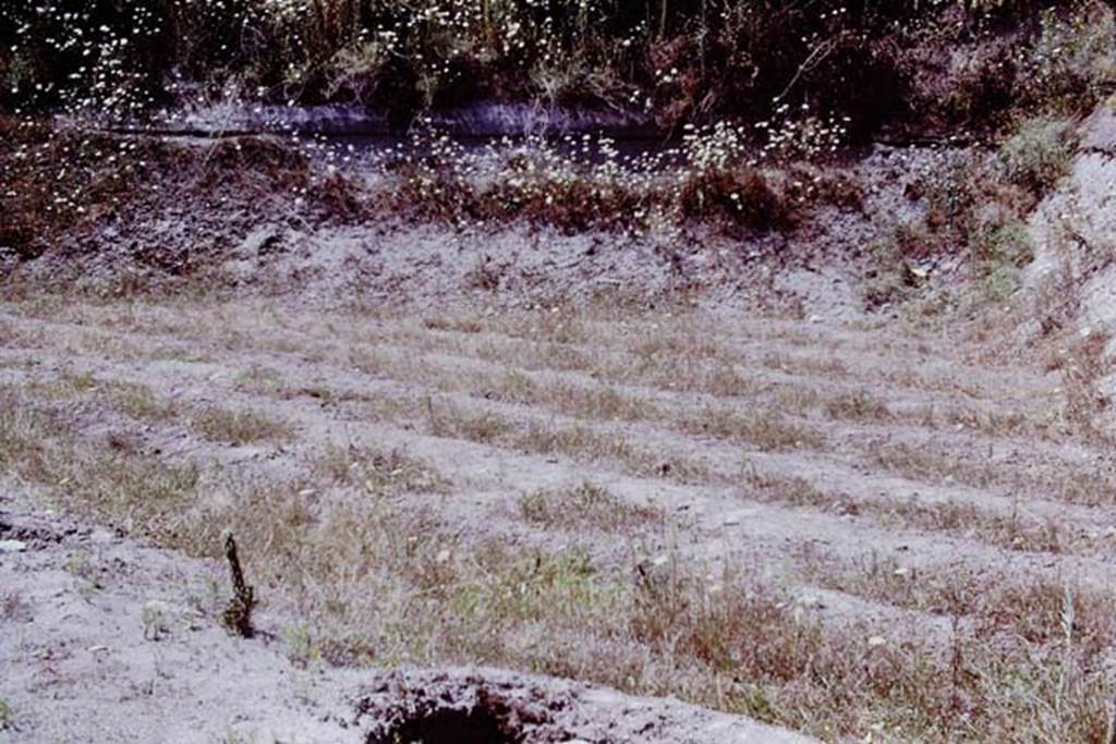 Scafati, 1968. Ancient furrows. Photo by Stanley A. Jashemski.
Source: The Wilhelmina and Stanley A. Jashemski archive in the University of Maryland Library, Special Collections (See collection page) and made available under the Creative Commons Attribution-Non Commercial License v.4. See Licence and use details.
J68f1367