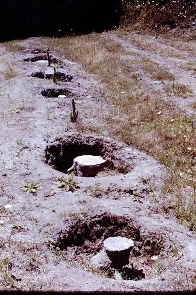 Scafati, 1968. Casts of root cavities along the edge of the roadway.
Photo by Stanley A. Jashemski.
Source: The Wilhelmina and Stanley A. Jashemski archive in the University of Maryland Library, Special Collections (See collection page) and made available under the Creative Commons Attribution-Non Commercial License v.4. See Licence and use details.
J68f1366