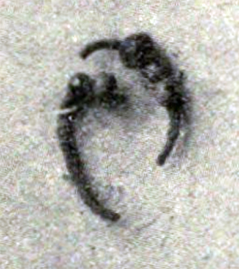 Pompeii Fondo Azzolini. Samnite Tomb XIII.
A pair of earrings found in the tomb. 
They consist of a circlet of silver wire in which are coloured glass beads. 
Three beads remain in one earring and two in the other earring.
See Notizie degli Scavi di Antichità, 1916, p. 291, fig. 2 (c).