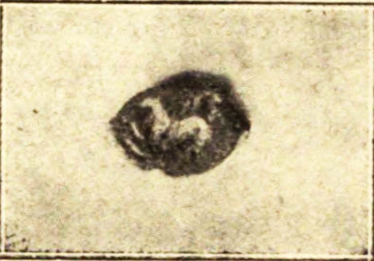Pompeii Fondo Azzolini. Samnite Tomb XXIV. Engraved griffin in a bronze ring.
In this tomb were found vases (as tomb VI type c and d), with a skyphos and a bronze ring with the engraving of a griffin in the setting.
See Notizie degli Scavi di Antichità, 1916, p. 294, fig. 6.