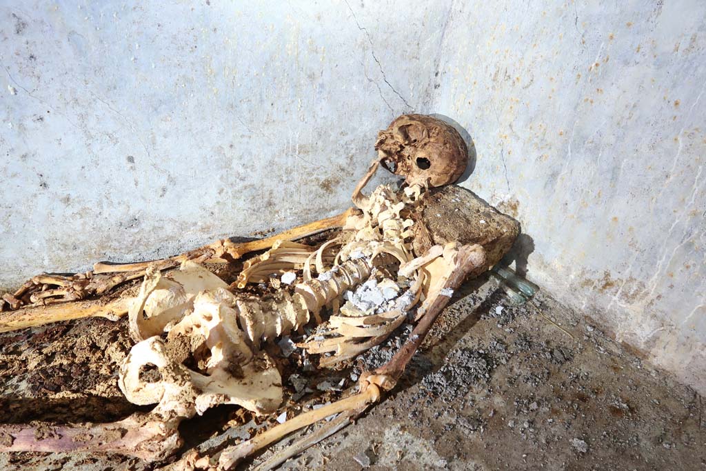 Porta Sarno la tomba di Marcus Venerius Secundio. August 2021. One of the best-preserved skeletons ever found in the ancient city.
During the Roman period at Pompeii, funeral rites usually involved cremation, while only small children were buried. The burial of Marcus Venerius is thus highly unusual also for the funeral rite that was adopted, considering that he was an adult man over 60 years of age, as evidence emerging from the initial analysis of bones found in the burial chamber indicates. The characteristics of the funerary chamber, which consisted of a hermetically sealed room, created conditions that allowed for the exceptional state of preservation in which the skeleton was found, with hair and an ear still visible.
Uno degli scheletri meglio conservati ritrovati nella città antica.
Durante il periodo romano a Pompei, i riti funebri di solito prevedevano la cremazione, mentre solo i bambini piccoli venivano sepolti. La sepoltura di Marco Venerio è dunque altamente insolita anche per il rito funerario adottato, considerando che si trattava di un uomo adulto di più di 60 anni, come emerge da una prima analisi delle ossa ritrovate nella camera funeraria. Le caratteristiche della camera funeraria, che consisteva in un ambiente ermeticamente chiuso, hanno creato le condizioni per lo stato di conservazione eccezionale in cui è stato trovato lo scheletro, con capelli e un orecchio ancora visibili. 
Photograph © Parco Archeologico di Pompei.