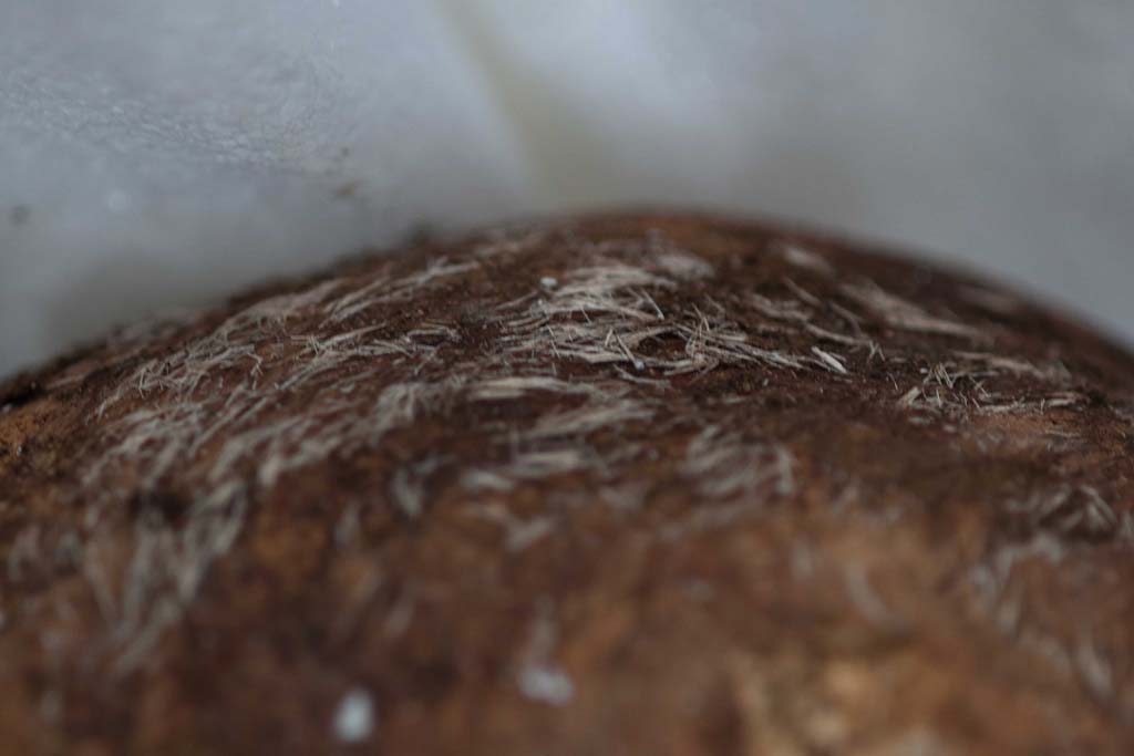 Porta Sarno la tomba di Marcus Venerius Secundio. August 2021. Hair on top of skull.
Capelli sopra il cranio.
Photograph © Parco Archeologico di Pompei.