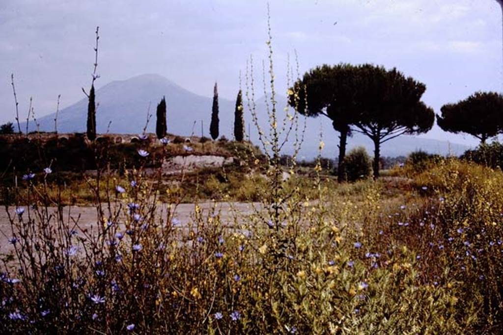 T5 Pompeii. 1964. Tower V from the south, together with the ampitheatre, centre left. Photo by Stanley A. Jashemski.
Source: The Wilhelmina and Stanley A. Jashemski archive in the University of Maryland Library, Special Collections (See collection page) and made available under the Creative Commons Attribution-Non Commercial License v.4. See Licence and use details.
J64f1951