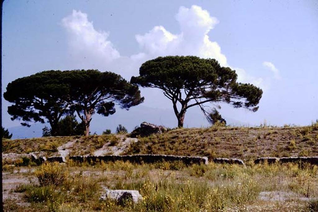 T7 Pompeii. Tower VII. 1964. Looking north-east from inside walls and III.7 towards Tower VII. Photo by Stanley A. Jashemski.
Source: The Wilhelmina and Stanley A. Jashemski archive in the University of Maryland Library, Special Collections (See collection page) and made available under the Creative Commons Attribution-Non Commercial License v.4. See Licence and use details.
J64f2007