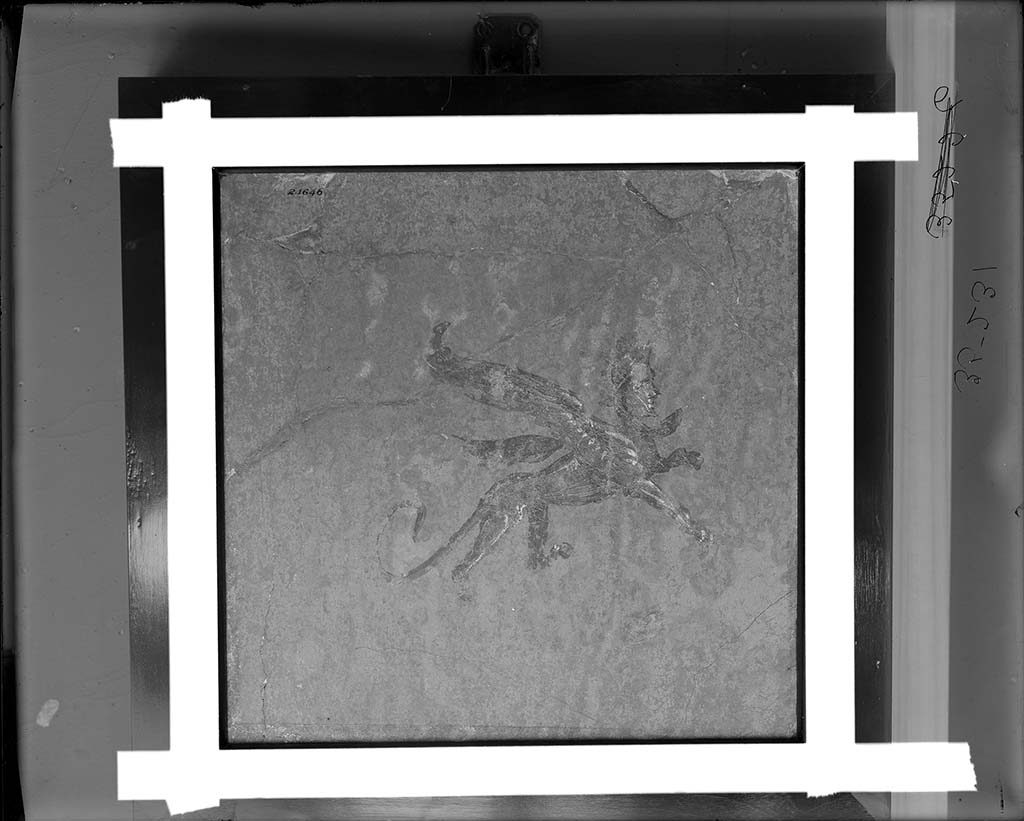Villa della Pisanella, Boscoreale. Fresco fragment. Flying winged griffin (lion figure). Decorative figure winged male sphinx on yellow background.
Photo © Field Museum of Natural History - CC BY-NC.
Now in the Field Museum, inventory number 24646. See in Field Museum