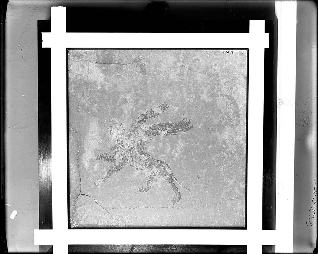 Villa della Pisanella, Boscoreale. Fresco fragment. Decorative figure of a winged male sphinx monster flying upward to left. 
Lion and human figure with a wide collar possibly to represent mane, cap with feather plumes, beardless, no indication of sex.
Photo © Field Museum of Natural History - CC BY-NC.
Now in the Field Museum, inventory number 24648. See in Field Museum