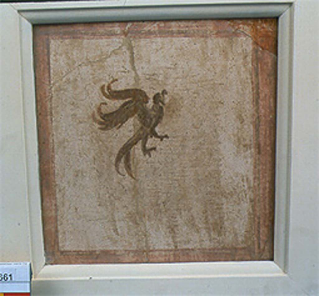 Villa della Pisanella, Boscoreale. Fresco fragment. Small decorative compartment with bird. 
Quadrangular border, flying bird or griffin with curved beak, outspread toes or talons. 
No. 24661 is perhaps from an upper division, or possibly from the ceiling.
Photo © Field Museum of Natural History - CC BY-NC.
Now in the Field Museum, inventory number 24661. See in Field Museum