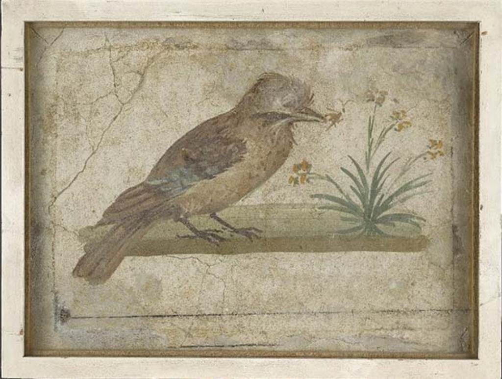 Villa rustica del fondo Ippolito Zurlo, Pompeii. 1897, room C cubiculum, south wall. 
Painting of a jay pecking at a yellow flowered plant.
Photo © Trustees of the British Museum. Inventory number 1899.2-15.4.
See Jay pecking at plant with yellow flowers at britishmuseum.org