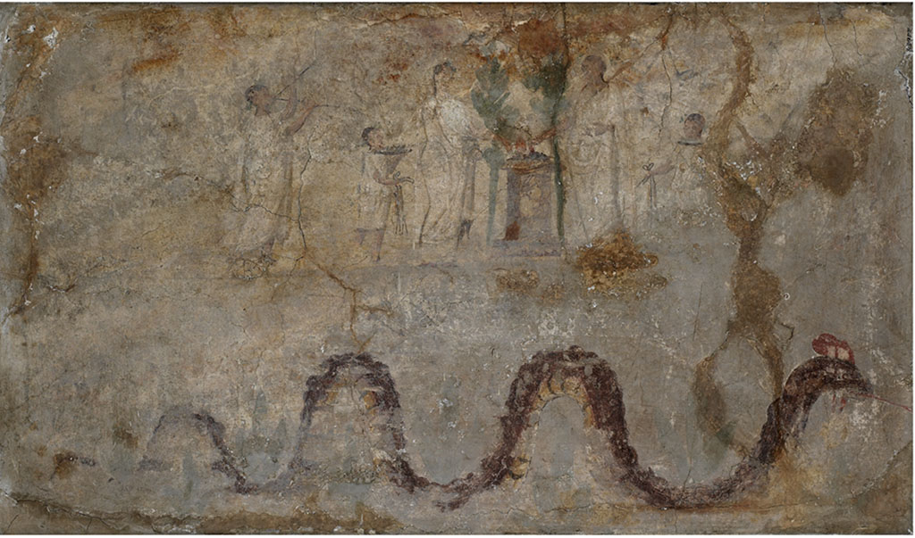 Boscoreale, Villa Rustica in proprietà Cirillo. Lararium with sacrificial scene and serpent, found in the north wing of Portico B.
Now in Field Museum Chicago, inventory number 24658.
Photograph John Weinstein © Field Museum of Natural History - CC BY-NC.
According to Cou –
“In the centre of the lararium painting is an altar of dark red marble, with a moulded base and wide cornice, on the upper surface a red fire burns with a whitish smoke.
Close to the altar on either side is a small green tree.
On the right of the altar is a tall figure clad in a toga, extending his right hand over the fire. On his short dark brown hair there are traces of a green wreath.
Next to him on the right is a boy, turned slightly to the left, wearing a whitish tunic extending as far as the knees.
In his left hand, but hardly visible due to repairs, he held a dark brown platter, on which is an unrecognisable substance.
He also had short dark brown hair, with traces of a green wreath.
On the extreme right there are slight remains of a larger figure, doubtless male, walking to left.
On the left of the altar stands a figure with wide hips and of stature somewhat inferior to that of the man opposite. 
It is clad in a whitish upper garment and what seems to be a yellowish under-garment or tunic. The brown feet are turned to the right, and it cannot be seen if they are shod. The left hand is extended over the altar. The head, which is partly turned to the left, is crowned with rather plentiful dark brown hair. There are very faint traces of a green wreath. The face is considerably lighter coloured than that of the man. Wide brown lines are used to indicate contours as well as the folds of the upper garment. The figure doubtless represents a woman.
Close to her on the left is a boy wearing a tunic which reaches about to the knees. The legs below the garment are sketchily drawn and poorly preserved, and the feet are scarcely distinguishable. The left arm supports a large dark brown platter on which there are some objects of uncertain character, chiefly of brownish colour. 
About the boy's dark brown hair there are traces of a green wreath. His face, which is almost in profile, is similar in colour to that of the woman. Eye, nose and mouth are still visible.
On the left of this figure there follows, after a certain interspace, a youth who is playing the double flutes. 
He is clad in a single whitish garment which reaches from the neck to the ankle. The pipes on which he is playing are dark brown in colour. 
The musician's rather long head is covered with scanty brown hair, about which there are traces of a wide green wreath. 
He has a slanting forehead, thick lips and a retreating chin. Eye, nose and mouth are preserved.
The lower part of the painting shows a large crested serpent moving to the right.
His back is brownish-red. His underside is yellow with dark red stripes as far as the neck, which with the greater part of the head is brownish-red.
The crest, with the exception of two large white spots, is of a bright red colour.
From the mouth which is slightly open, the bright red tongue darts obliquely downwards.
Above and below the serpent there are traces of a large green plant, in shape something like a fleur-de-lis.
Height, m. 0.65 ( = 2 ft. 1.59 in.). Width, m. 1.118 (=3 ft. 8.01 in.).
Restoration of plaster in corners and on right side, especially between main scene and serpent. 
There are cracks in every part, particularly around the edges.
The background is now mostly of a whitish colour, streaked and blotched in many places, especially in the upper part, to yellow and brown. 
The garments are of substantially the same colour as the background, but are distinguished from it by their outlines. 
Nearly all the lower part and most of the right end after the camillus form a large corner of somewhat darker color (except where restored), as though
smoked.”
See Cou, H.F., 1912. Antiquities from Boscoreale in the Field Museum of Natural History, Chicago. P. 171-3, Plate CXXIII.