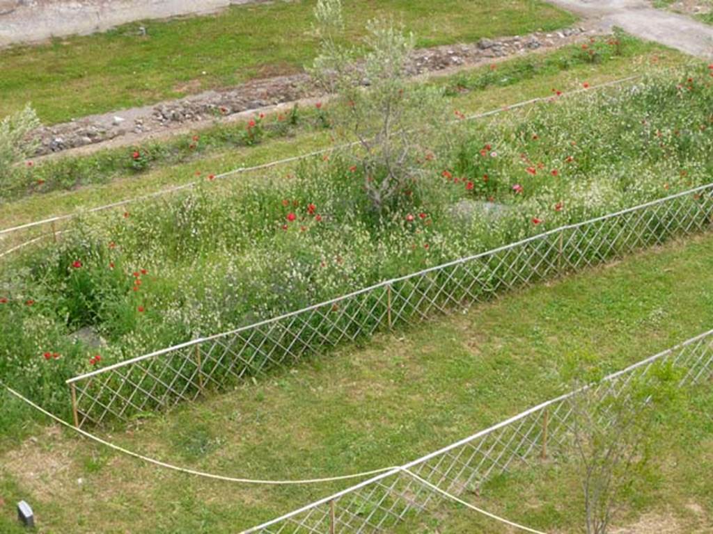Oplontis, May 2010. Looking east across north garden towards the trellised area with the plaster-casts of tree-roots, now replanted with trees. Photo courtesy of Buzz Ferebee.