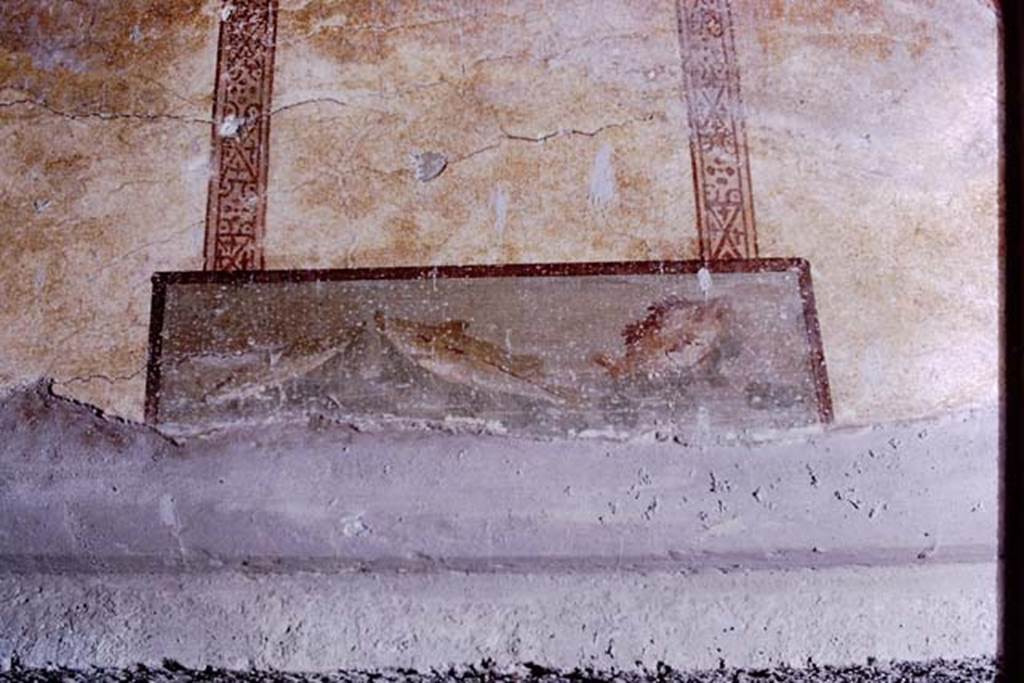 Oplontis Villa of Poppea, 1973. Room 27, painted panel with fishes. Photo by Stanley A. Jashemski. 
Source: The Wilhelmina and Stanley A. Jashemski archive in the University of Maryland Library, Special Collections (See collection page) and made available under the Creative Commons Attribution-Non Commercial License v.4. See Licence and use details.
J73f0368