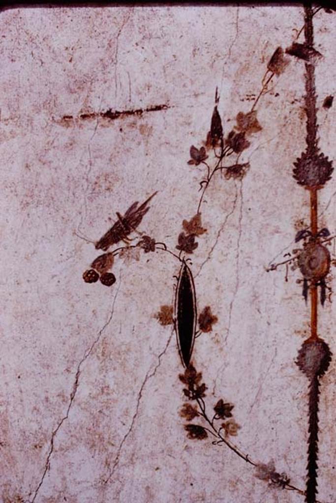 Oplontis, 1977. Area 60, south wall of the portico, east side of doorway to room 66.
Painted grasshopper or cricket. 
Photo by Stanley A. Jashemski.
Source: The Wilhelmina and Stanley A. Jashemski archive in the University of Maryland Library, Special Collections (See collection page) and made available under the Creative Commons Attribution-Non Commercial License v.4. See Licence and use details.
J77f0158