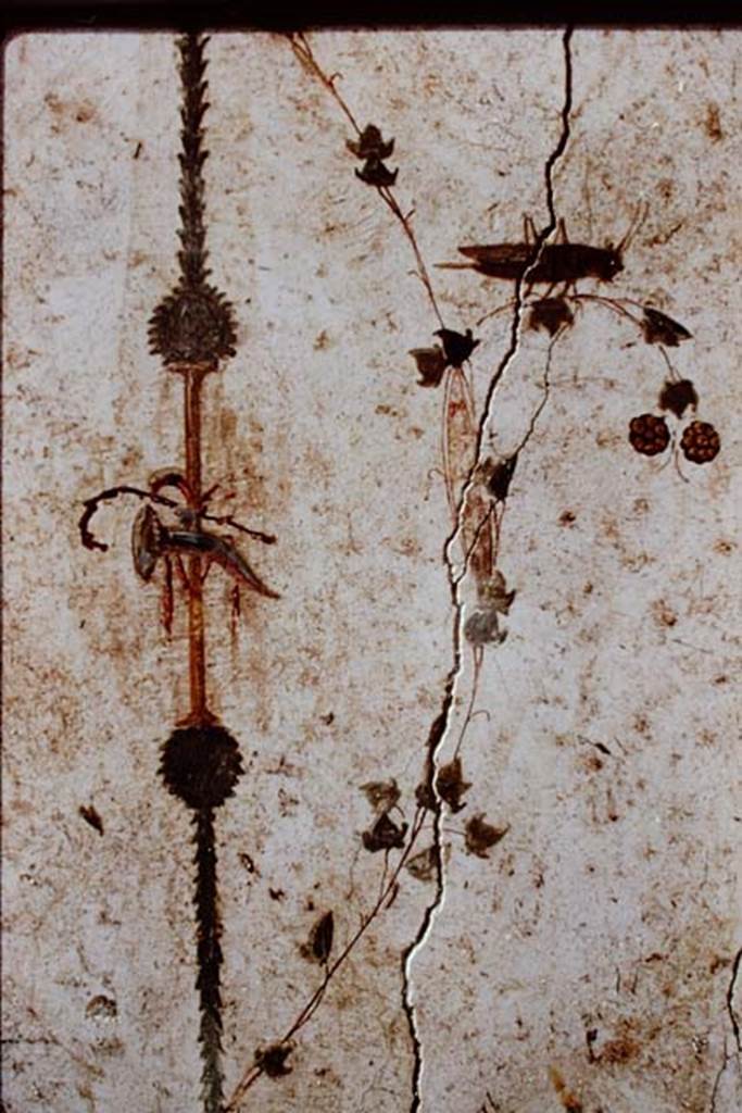 Oplontis, c.1982 or 1983. Area 60, south wall of the portico, east side of doorway to room 66.
Painted grasshopper or cricket with rhyton and pedum shown to the left.
Source: The Wilhelmina and Stanley A. Jashemski archive in the University of Maryland Library, Special Collections (See collection page) and made available under the Creative Commons Attribution-Non Commercial License v.4. See Licence and use details.
Oplo0095