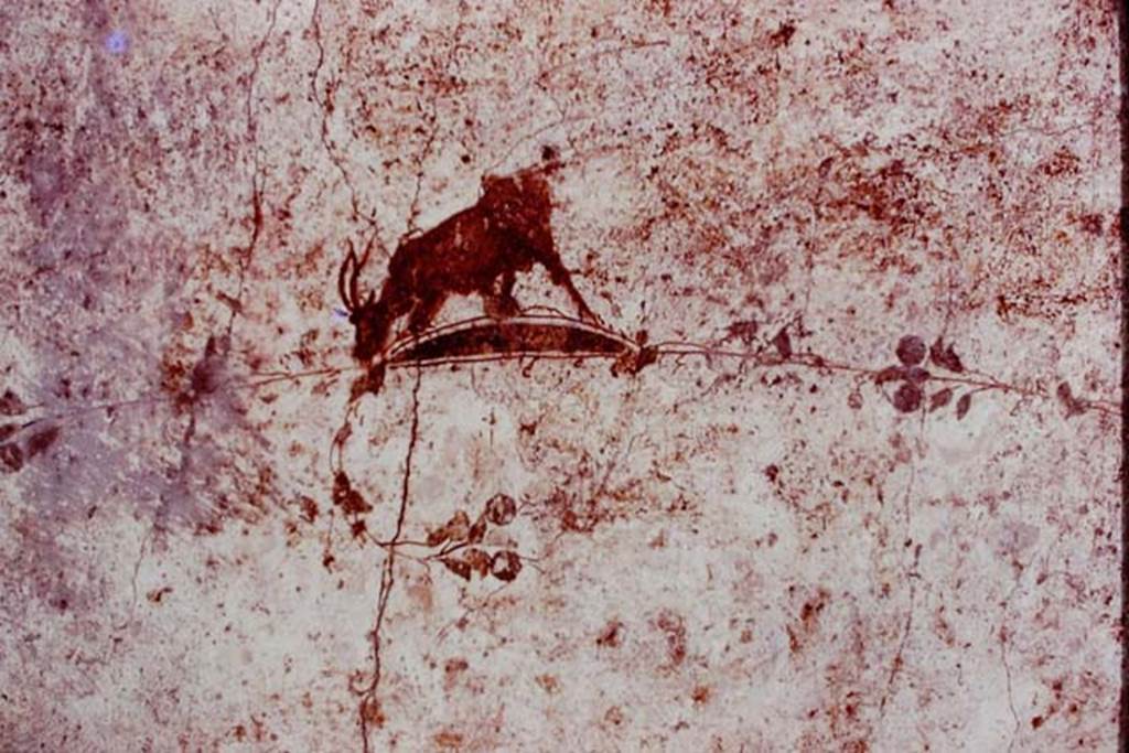 Oplontis, 1977. Area 60, white wall of the portico facing the pool, painted goat on north side of doorway to room 75. Photo by Stanley A. Jashemski.   
Source: The Wilhelmina and Stanley A. Jashemski archive in the University of Maryland Library, Special Collections (See collection page) and made available under the Creative Commons Attribution-Non Commercial License v.4. See Licence and use details.
J77f0130