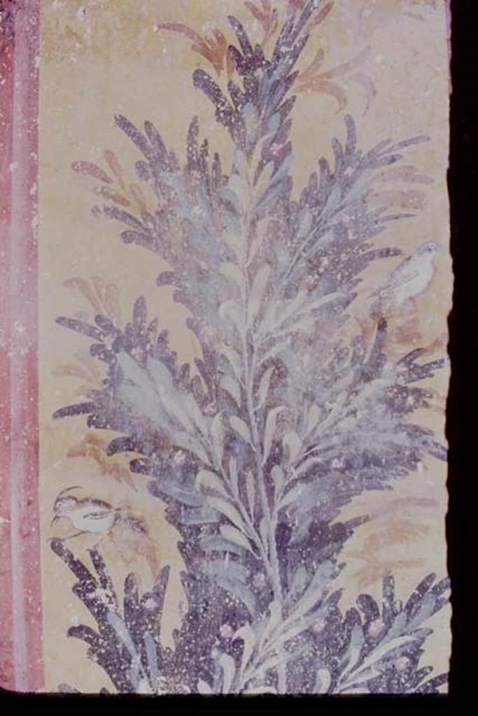 Oplontis, 1976. Room 61, painted wall in south-west corner on west wall. Photo by Stanley A. Jashemski.   
Source: The Wilhelmina and Stanley A. Jashemski archive in the University of Maryland Library, Special Collections (See collection page) and made available under the Creative Commons Attribution-Non Commercial License v.4. See Licence and use details. J76f0401