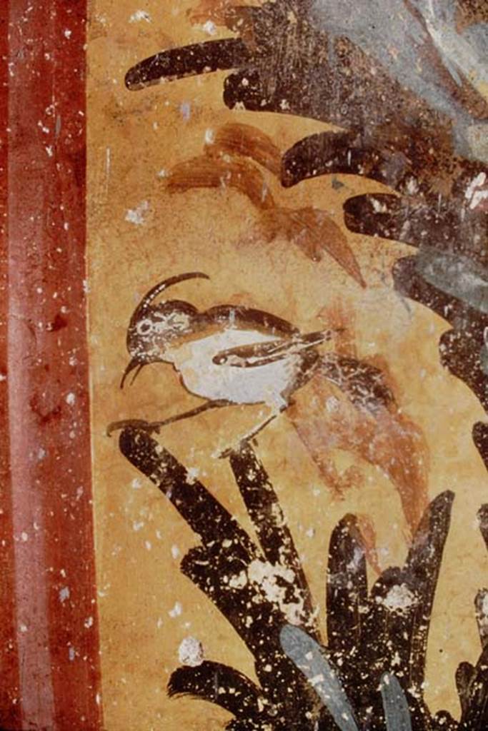 Oplontis, 1976. Room 61, detail of painted bird on west wall in south-west corner.  
Photo by Stanley A. Jashemski.   
Source: The Wilhelmina and Stanley A. Jashemski archive in the University of Maryland Library, Special Collections (See collection page) and made available under the Creative Commons Attribution-Non Commercial License v.4. See Licence and use details. J76f0403