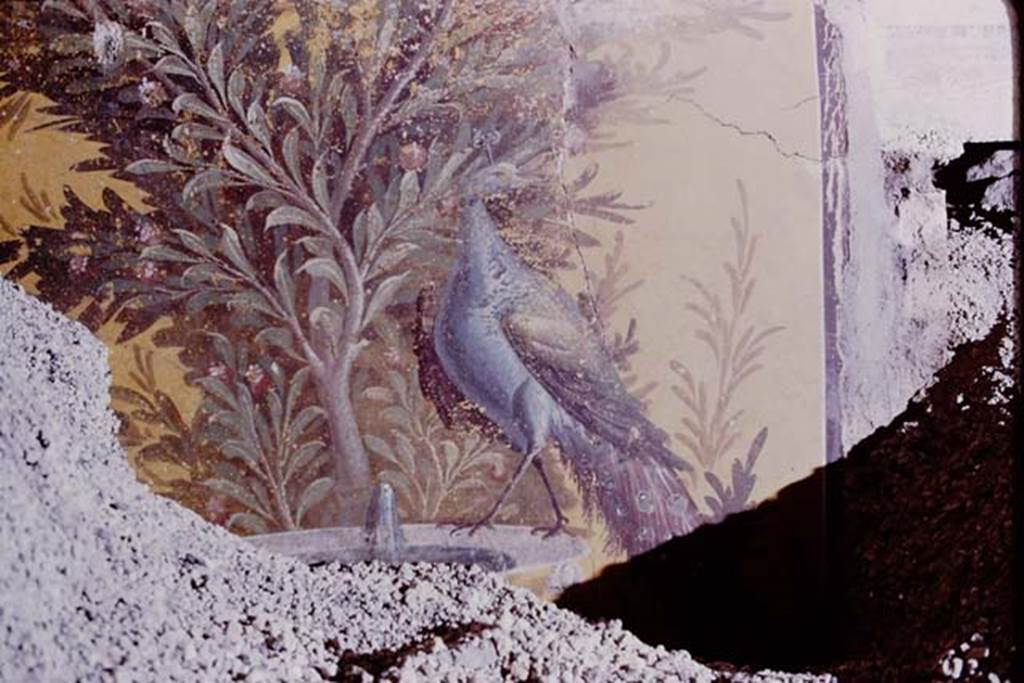 Oplontis, 1975. Room 70, detail of peacock painted on the rim of a fountain. Photo by Stanley A. Jashemski.   
Source: The Wilhelmina and Stanley A. Jashemski archive in the University of Maryland Library, Special Collections (See collection page) and made available under the Creative Commons Attribution-Non Commercial License v.4. See Licence and use details. J75f0057