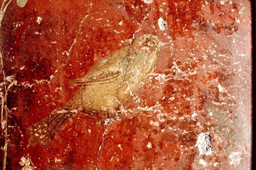 Oplontis, 1978. Detail of a painted bird. Photo by Stanley A. Jashemski.   
Source: The Wilhelmina and Stanley A. Jashemski archive in the University of Maryland Library, Special Collections (See collection page) and made available under the Creative Commons Attribution-Non Commercial License v.4. See Licence and use details. J78f0629