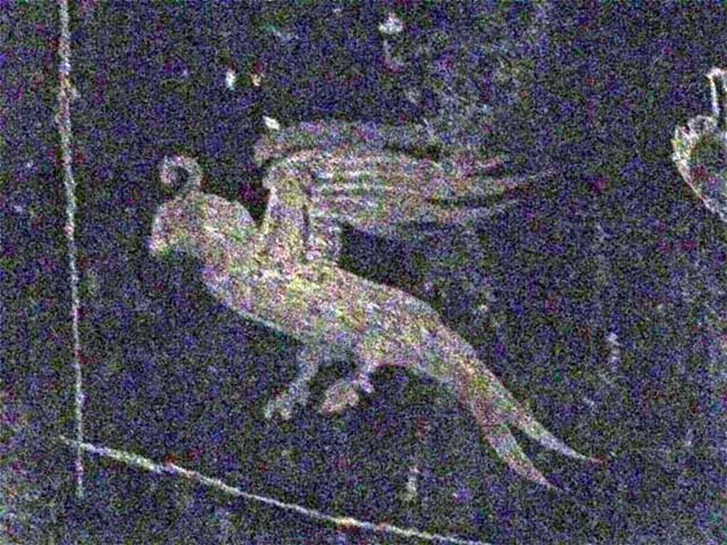 Oplontis Villa of Poppea, May 2011. Corridor 77, detail of bird from centre of panel.  
Photo courtesy of Michael Binns.