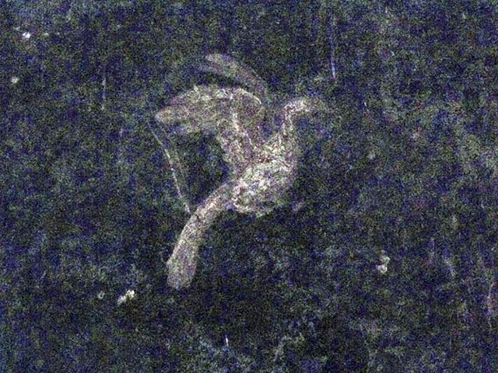 Oplontis Villa of Poppea, May 2011. Corridor 77, detail of bird from centre of panel.  
Photo courtesy of Michael Binns.