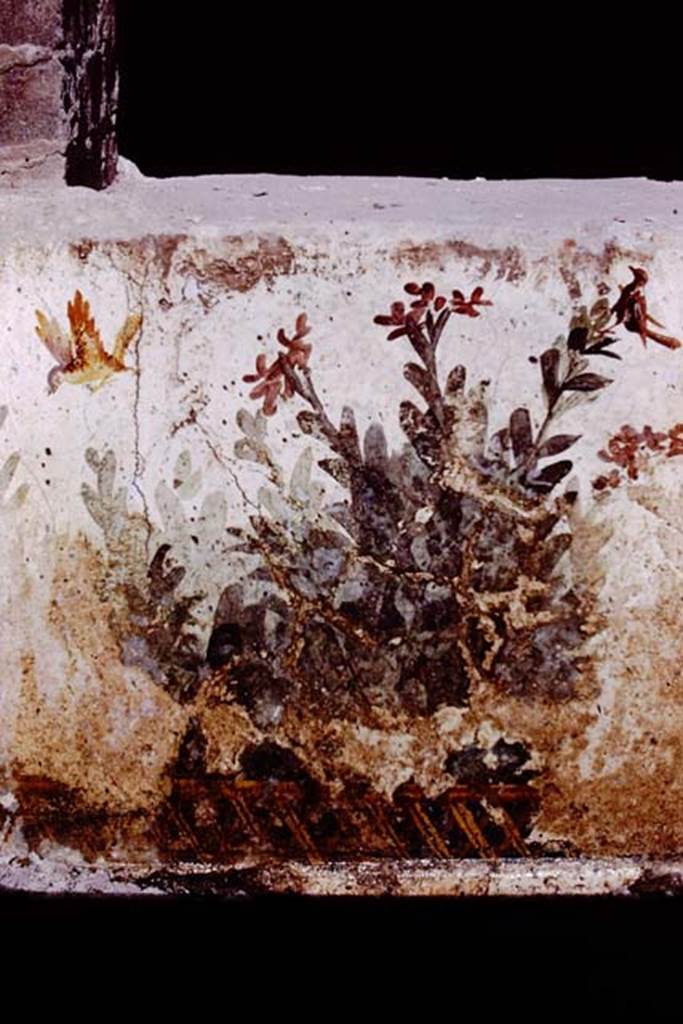 Oplontis, 1977. Room 78, detail of garden painting on exterior wall, at south end of window. Photo by Stanley A. Jashemski.   
Source: The Wilhelmina and Stanley A. Jashemski archive in the University of Maryland Library, Special Collections (See collection page) and made available under 
the Creative Commons Attribution-Non Commercial License v.4. See Licence and use details. J77f0324