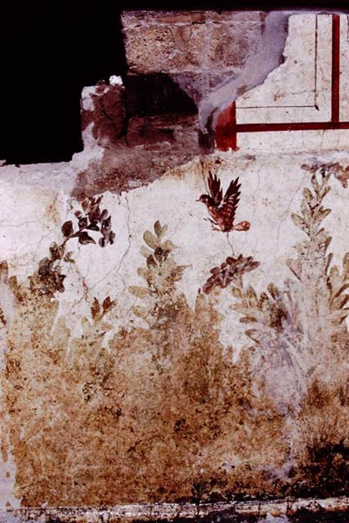 Oplontis, 1977. Room 78, detail of garden painting of plants and bird under the north end of the window on exterior wall.  Photo by Stanley A. Jashemski.   
Source: The Wilhelmina and Stanley A. Jashemski archive in the University of Maryland Library, Special Collections (See collection page) and made available under the Creative Commons Attribution-Non Commercial License v.4. See Licence and use details. J77f0325
