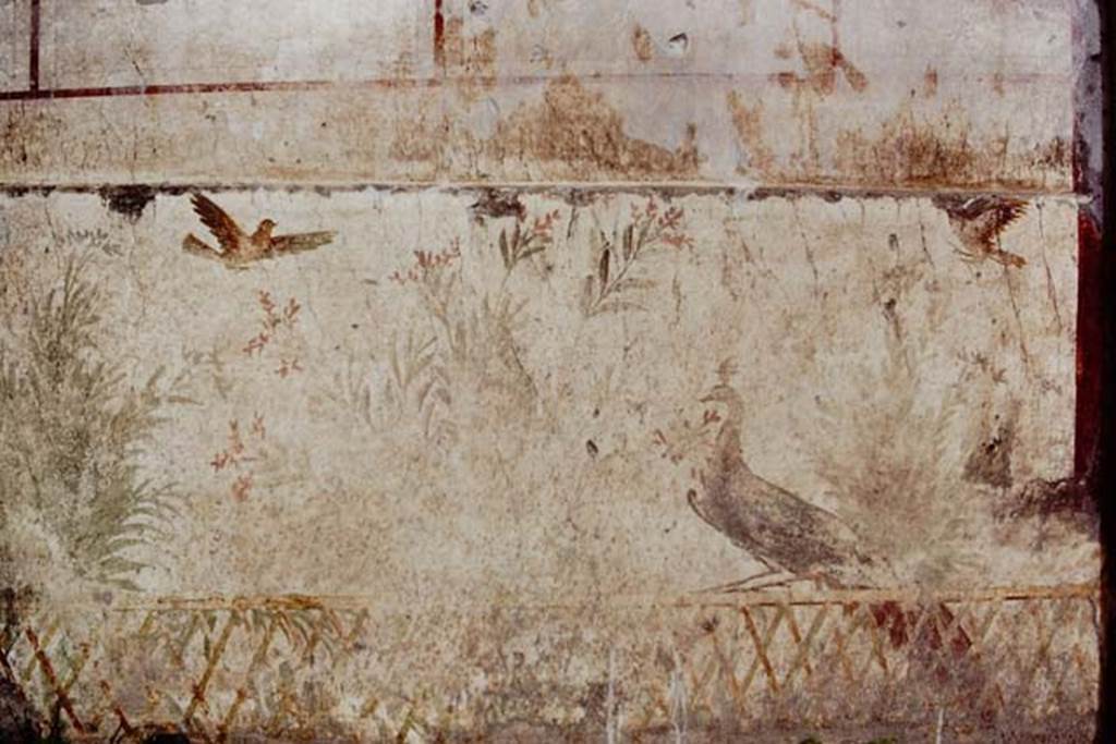Oplontis, c.1977. Room 78, detail of peacock and two birds flying above. Photo by Stanley A. Jashemski.   
Source: The Wilhelmina and Stanley A. Jashemski archive in the University of Maryland Library, Special Collections (See collection page) and made available under the Creative Commons Attribution-Non Commercial License v.4. See Licence and use details. Oplo0177