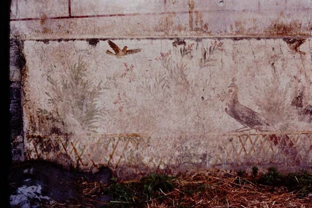 Oplontis, c.1977. Room 78, detail of peacock and two birds flying above. Photo by Stanley A. Jashemski.   
Source: The Wilhelmina and Stanley A. Jashemski archive in the University of Maryland Library, Special Collections (See collection page) and made available under the Creative Commons Attribution-Non Commercial License v.4. See Licence and use details. Oplo0025