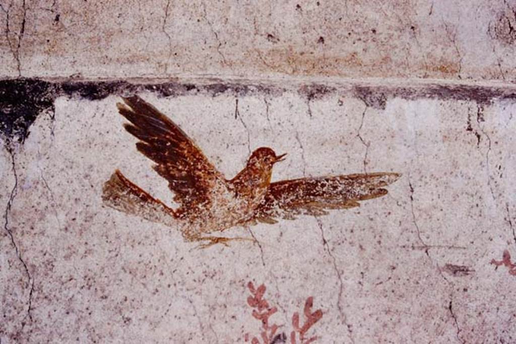 Oplontis, c.1977.  Room 78, detail of one of the birds flying above the peacock. Photo by Stanley A. Jashemski.   
Source: The Wilhelmina and Stanley A. Jashemski archive in the University of Maryland Library, Special Collections (See collection page) and made available under the Creative Commons Attribution-Non Commercial License v.4. See Licence and use details. Oplo0024