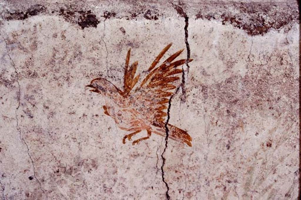 Oplontis, c.1977. Room 78, detail of the other bird flying above the pigeon. Photo by Stanley A. Jashemski.   
Source: The Wilhelmina and Stanley A. Jashemski archive in the University of Maryland Library, Special Collections (See collection page) and made available under the Creative Commons Attribution-Non Commercial License v.4. See Licence and use details. Oplo0022