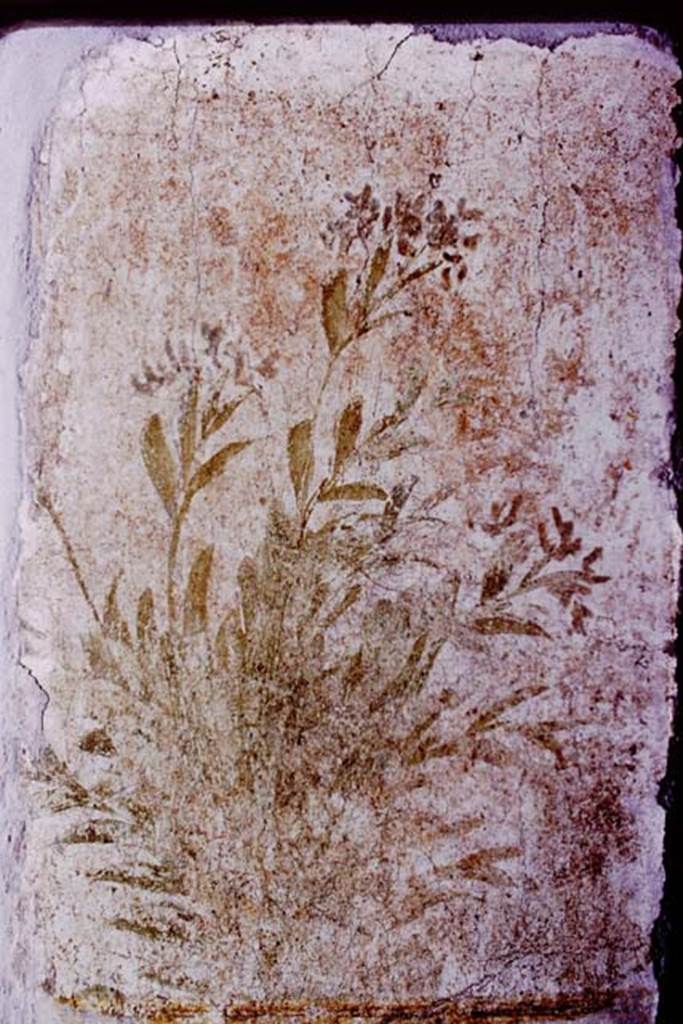 Oplontis, 1977. Room 78, detail of plant on exterior wall. Photo by Stanley A. Jashemski.   
Source: The Wilhelmina and Stanley A. Jashemski archive in the University of Maryland Library, Special Collections (See collection page) and made available under the Creative Commons Attribution-Non Commercial License v.4. See Licence and use details. J77f0226