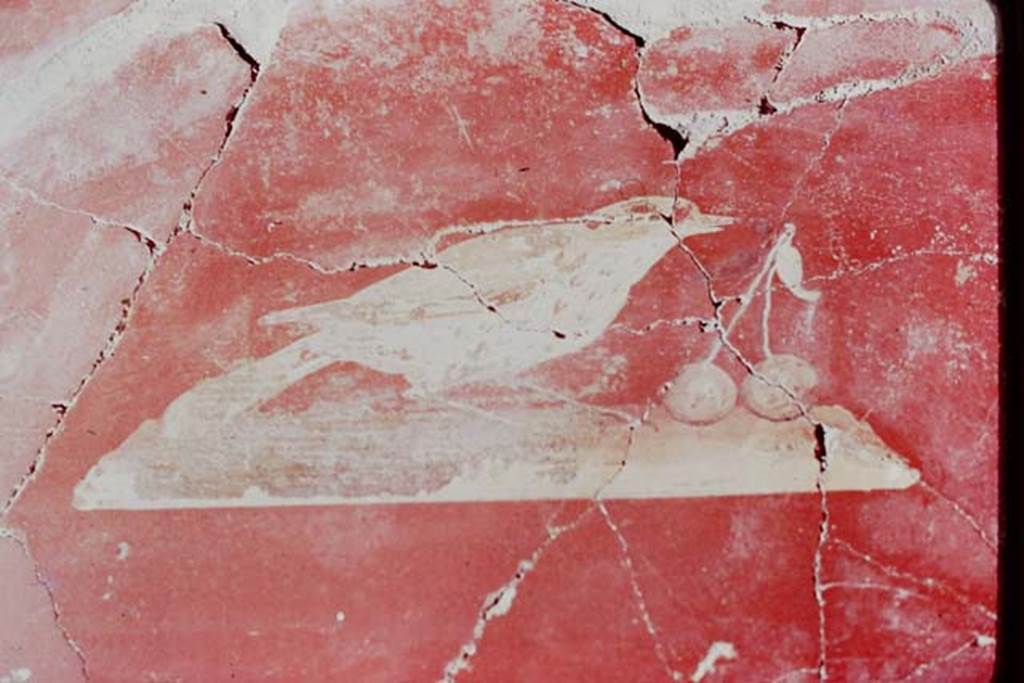 Oplontis Villa of Poppea, 1977. Room 81, painted panel of bird with fruit. Photo by Stanley A. Jashemski. 
Source: The Wilhelmina and Stanley A. Jashemski archive in the University of Maryland Library, Special Collections (See collection page) and made available under the Creative Commons Attribution-Non-Commercial License v.4. See Licence and use details.
J77f0390