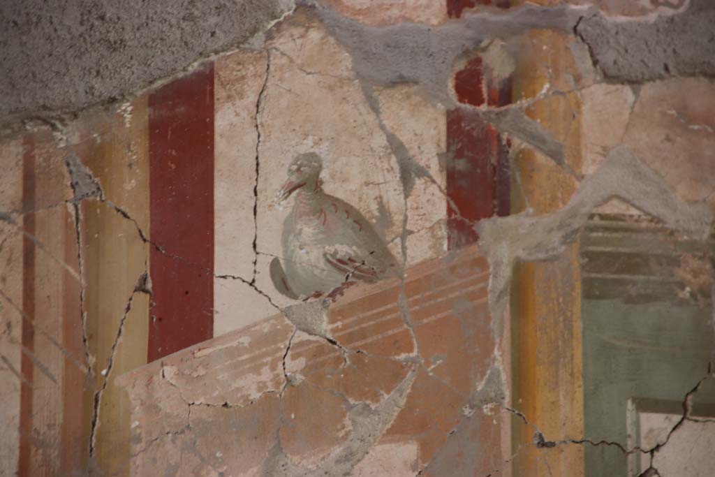 Oplontis Villa of Poppea, September 2021. 
Room 81, painted dove from panel at west end of north wall. Photo courtesy of Klaus Heese.