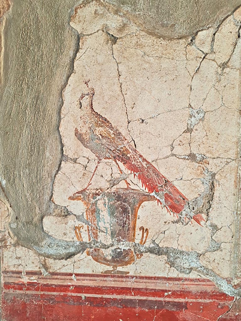 Oplontis Villa of Poppea, October 2023. 
Room 81, detail of peacock from panel on south wall. Photo courtesy of Giuseppe Ciaramella.