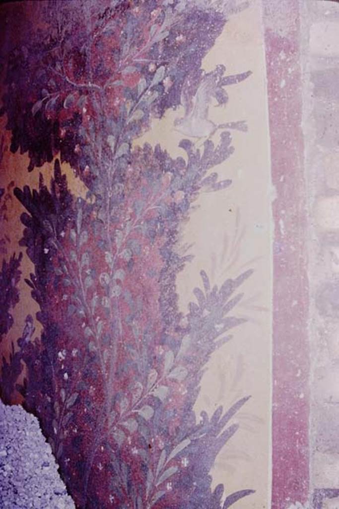 Oplontis, 1977. Room 87, painted plant on north wall in north-west corner. Photo by Stanley A. Jashemski.   
Source: The Wilhelmina and Stanley A. Jashemski archive in the University of Maryland Library, Special Collections (See collection page) and made available under the Creative Commons Attribution-Non Commercial License v.4. See Licence and use details. J77f0381