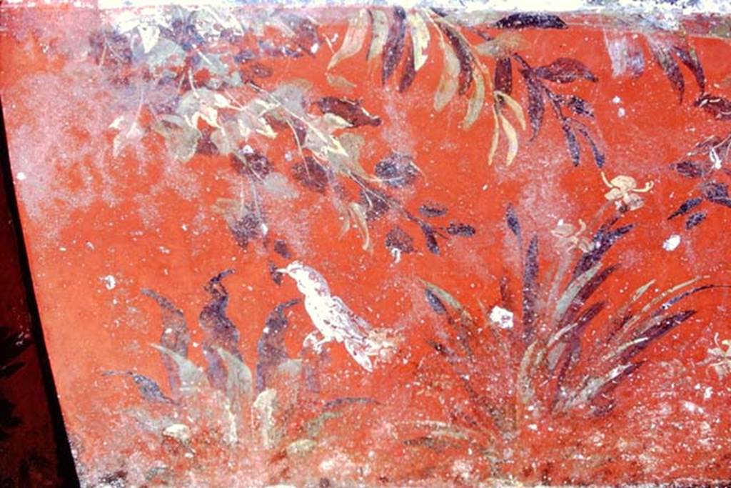 Oplontis, c.1968.  Painted red zoccolo from below the south end of the centre panel on west wall, with plants and bird. 
Source: The Wilhelmina and Stanley A. Jashemski archive in the University of Maryland Library, Special Collections (See collection page) and made available under the Creative Commons Attribution-Non Commercial License v.4. See Licence and use details. Oplo0086