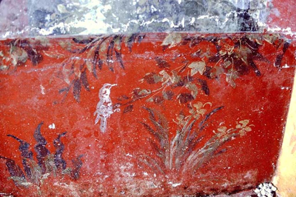 Oplontis, 1968.  Painted red zoccolo from below north end of centre panel on west wall, with plants and bird. Photo by Stanley A. Jashemski.
Source: The Wilhelmina and Stanley A. Jashemski archive in the University of Maryland Library, Special Collections (See collection page) and made available under the Creative Commons Attribution-Non Commercial License v.4. See Licence and use details. J68f1453