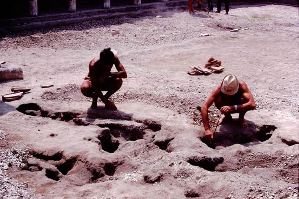Oplontis, 1974. North end of east portico, excavation of an enormous root of strange shape. Photo by Stanley A. Jashemski.   
Source: The Wilhelmina and Stanley A. Jashemski archive in the University of Maryland Library, Special Collections (See collection page) and made available under the Creative Commons Attribution-Non Commercial License v.4. See Licence and use details. J74f0633
