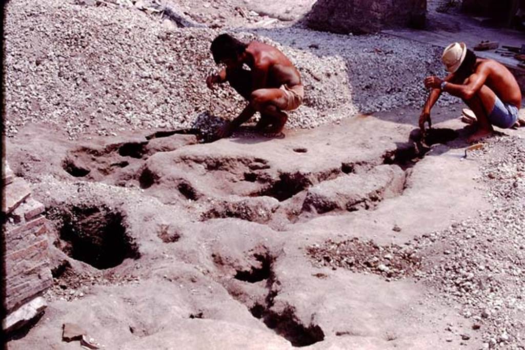 Oplontis, 1974. North end of east portico, excavation of an enormous root of strange shape. Photo by Stanley A. Jashemski.   
Source: The Wilhelmina and Stanley A. Jashemski archive in the University of Maryland Library, Special Collections (See collection page) and made available under the Creative Commons Attribution-Non Commercial License v.4. See Licence and use details. J74f0634