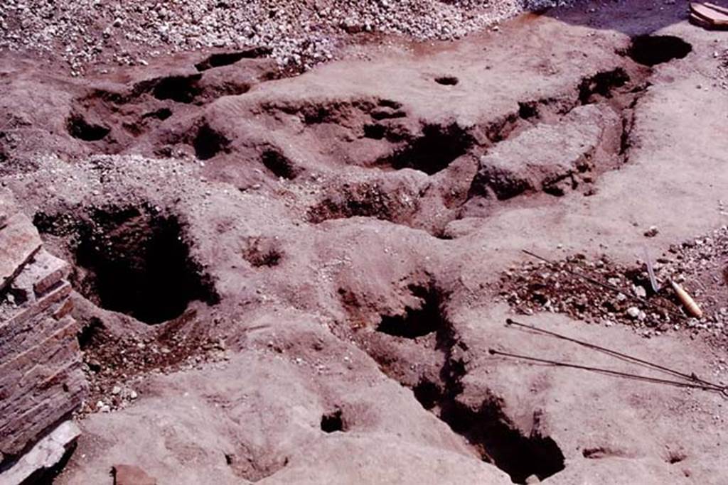 Oplontis, 1974. Wilhelmina’s “strange shaped root” excavated, cleaned and ready to be reinforced and filled. Photo by Stanley A. Jashemski.   
Source: The Wilhelmina and Stanley A. Jashemski archive in the University of Maryland Library, Special Collections (See collection page) and made available under the Creative Commons Attribution-Non Commercial License v.4. See Licence and use details. J74f0632