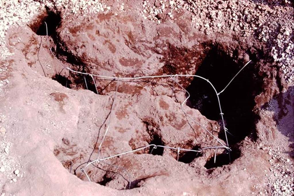 Oplontis, 1974. Wire inserted into the root cavity for reinforcement of the cement. Photo by Stanley A. Jashemski.   
Source: The Wilhelmina and Stanley A. Jashemski archive in the University of Maryland Library, Special Collections (See collection page) and made available under the Creative Commons Attribution-Non Commercial License v.4. See Licence and use details. J74f0656