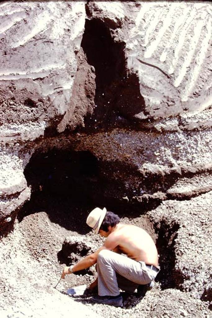 Oplontis, 1974. The cavity of the trunk of a large tree which could be seen in the fill, on the east side at the edge of the excavated area.  Photo by Stanley A. Jashemski.   
Source: The Wilhelmina and Stanley A. Jashemski archive in the University of Maryland Library, Special Collections (See collection page) and made available under the Creative Commons Attribution-Non Commercial License v.4. See Licence and use details. J74f0166