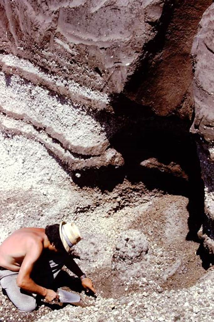 Oplontis, 1974. According to Wilhelmina, “In the soil underneath, the cavity of a huge tree root was found, which in subsequent seasons proved to be one of row of 5 large trees, probably plane trees”.  Photo by Stanley A. Jashemski.   
Source: The Wilhelmina and Stanley A. Jashemski archive in the University of Maryland Library, Special Collections (See collection page) and made available under the Creative Commons Attribution-Non Commercial License v.4. See Licence and use details. J74f0167