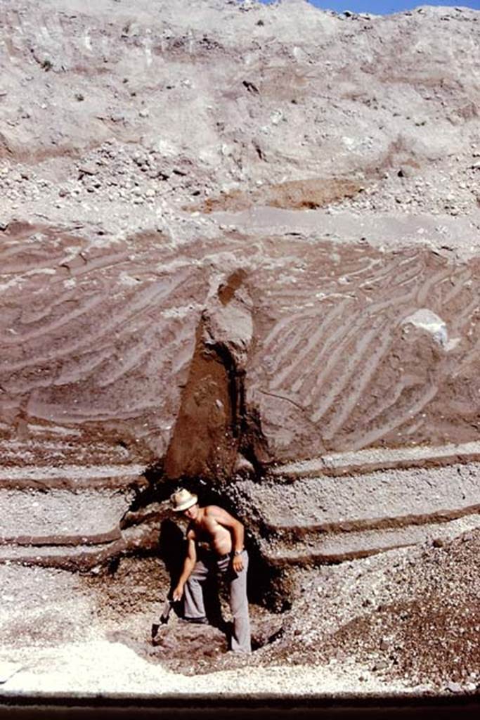 Oplontis, 1974. Looking east towards the cavity of the tree trunk, and the tree=root cavity below. Photo by Stanley A. Jashemski.   
Source: The Wilhelmina and Stanley A. Jashemski archive in the University of Maryland Library, Special Collections (See collection page) and made available under the Creative Commons Attribution-Non Commercial License v.4. See Licence and use details. J74f0179