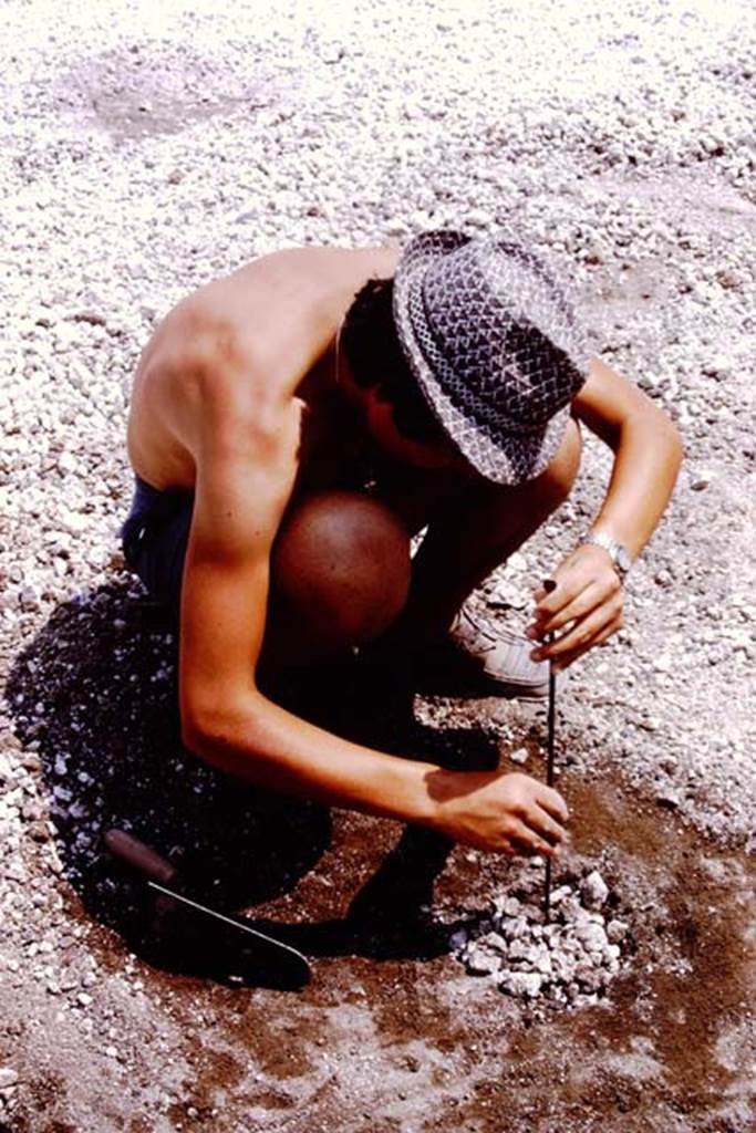 Oplontis, 1975. Clearing a root cavity of its lapilli. Photo by Stanley A. Jashemski.   
Source: The Wilhelmina and Stanley A. Jashemski archive in the University of Maryland Library, Special Collections (See collection page) and made available under the Creative Commons Attribution-Non Commercial License v.4. See Licence and use details. J75f0122